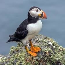 260512-puffin-3