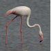flamingo-75-x-75